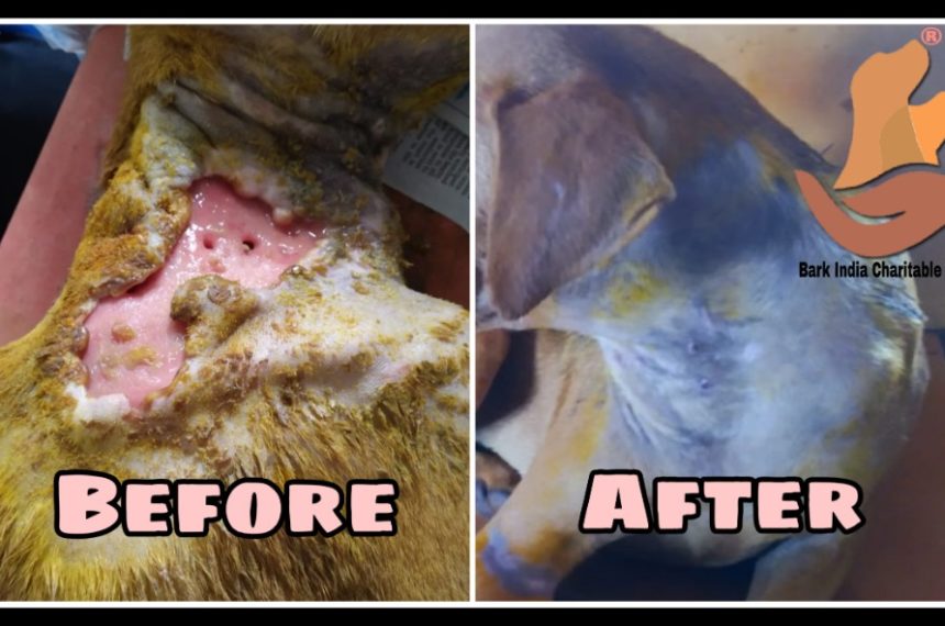 p1 Human Cruelty Victim Dog- Transformation and New Life