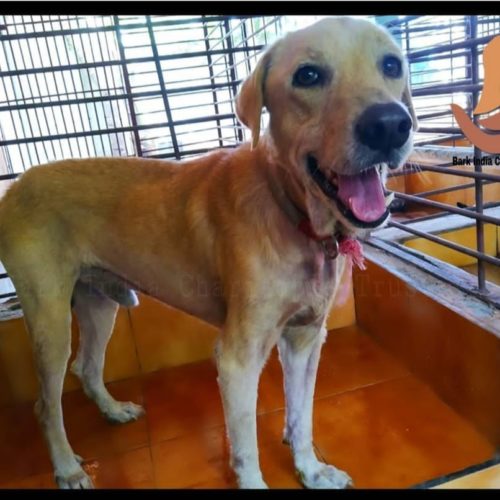 Story of an abandoned dog- A Labrador says…