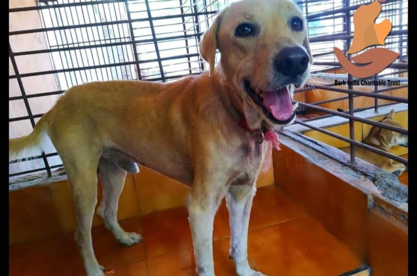 Story of an abandoned dog- A Labrador says…