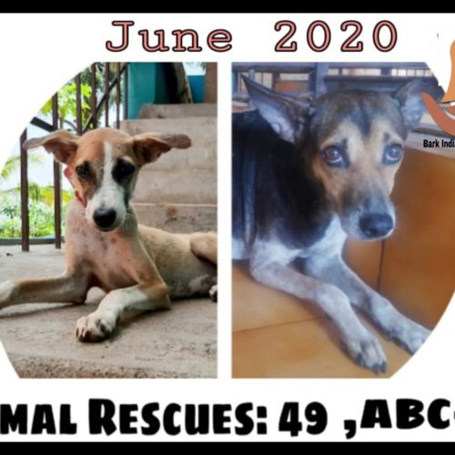 JUNE 2020 Veterinary Hospital and Rescue Centre for Stray Animals- Pondicherry