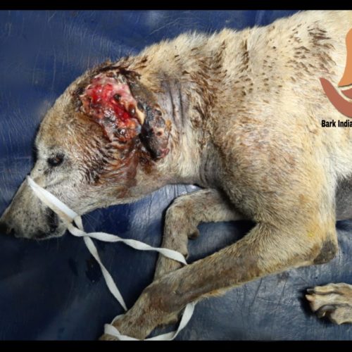 PicsArt_09-02-04.58.45 Maggot wound dog rescued from Pondicherry beach- NGOs for stray animals