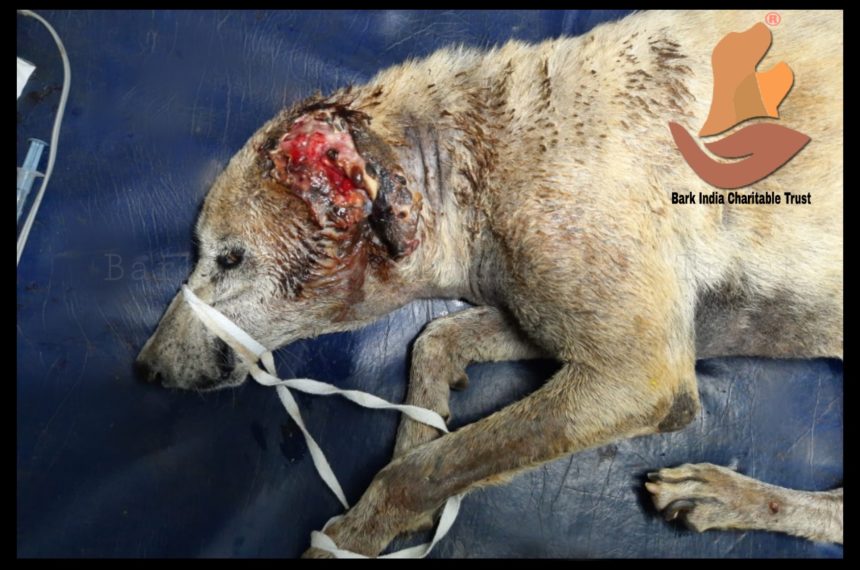 Maggot wound dog rescued from Pondicherry beach- NGOs for stray animals