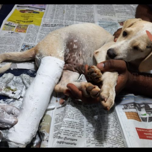 Leg fracture puppy rescue and treatment- Free veterinary care in Pondicherry