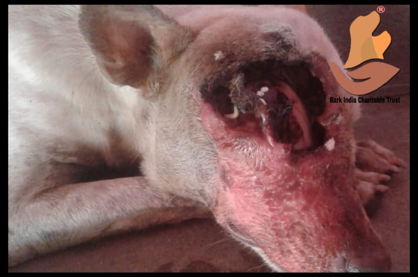 Wounded dog needs help for treatment- Maggoty wound dog rescue and treatment