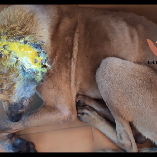 Maggot wound dog rescue and treatment- Dog rescue and treatment