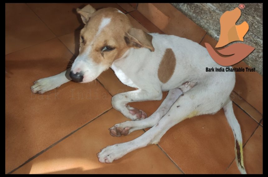 Puppy Rescue and Treatment of stray dogs in Pondicherry