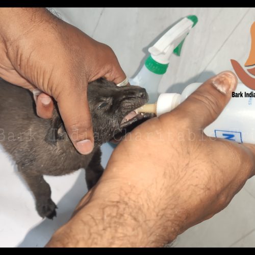 Puppy Rescue from Pondicherry University- Puppy Rescue & Treatment
