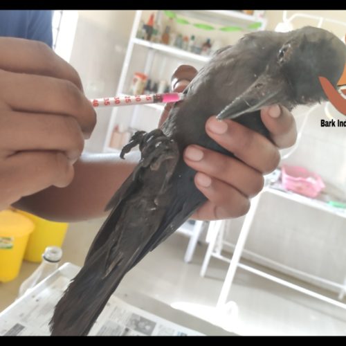 Sick Crow Rescue- Bird Rescue and Treatment in Puducherry