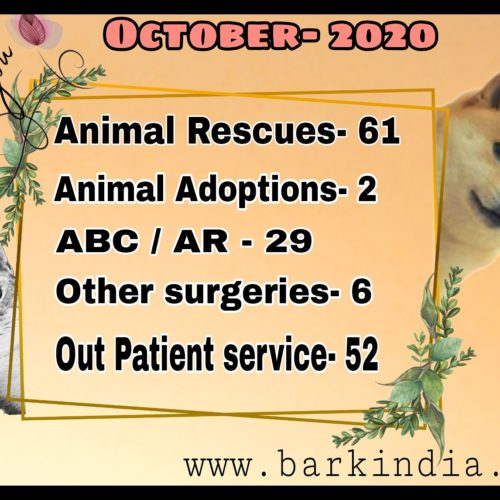 Animal welfare- November 2020