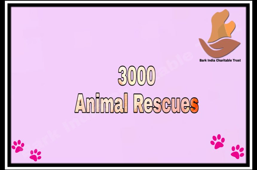 3000 rescues 3000 RESCUES