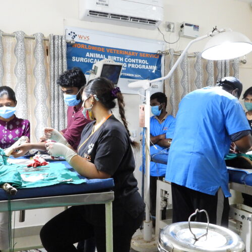 WVS Animal Birth Control Surgical Training Programme – Bark India