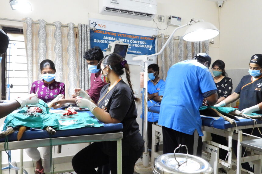 WVS Animal Birth Control Surgical Training Programme – Bark India