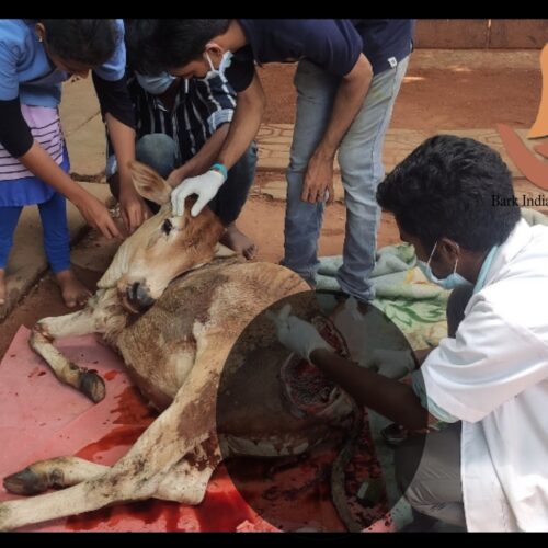Cow treatment Injured Cow Rescue- Animal Rescue NGO