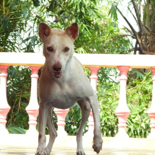 WhatsApp Image 2021-12-20 at 3.13.16 PM Everything to know about Rabies