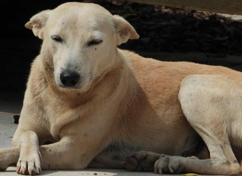 Beautiful Indian Mongrel Dog 7000 Stray Animal Rescues- Bark India