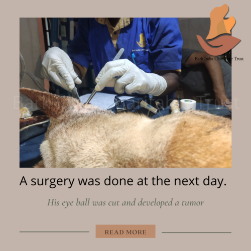 Tumor dog surgery