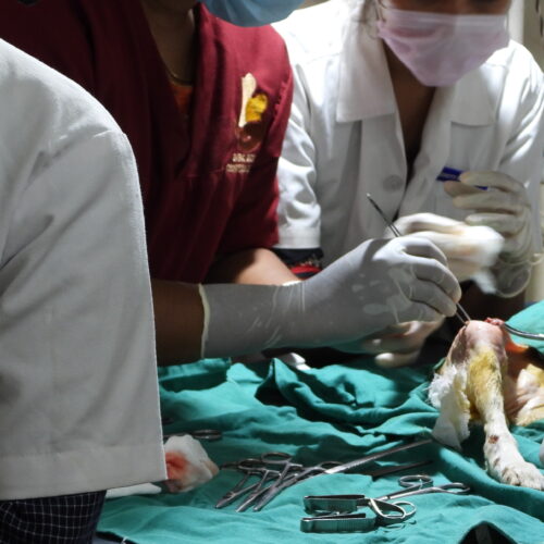 Veterinary surgery for stray animals Veterinary Internship- Welcome to veterinarians