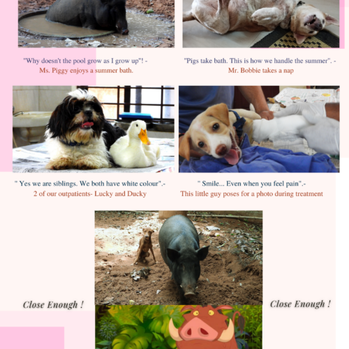 Cute and funny animal photos cute and funny animal pictures