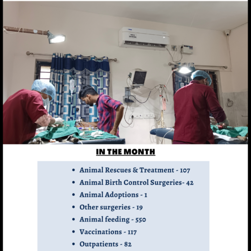 Animal Rescue, treatment, spaying, feeding and welfare- Pondicherry, India