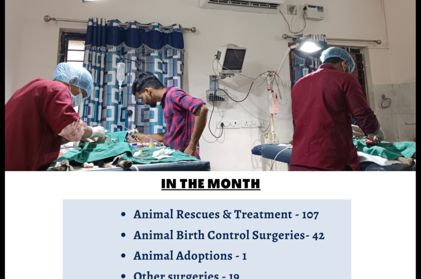 rescue and treatment, spay and neuter, veterinary surgeries, animal feeding Animal Rescue, treatment, spaying, feeding and welfare- Pondicherry, India