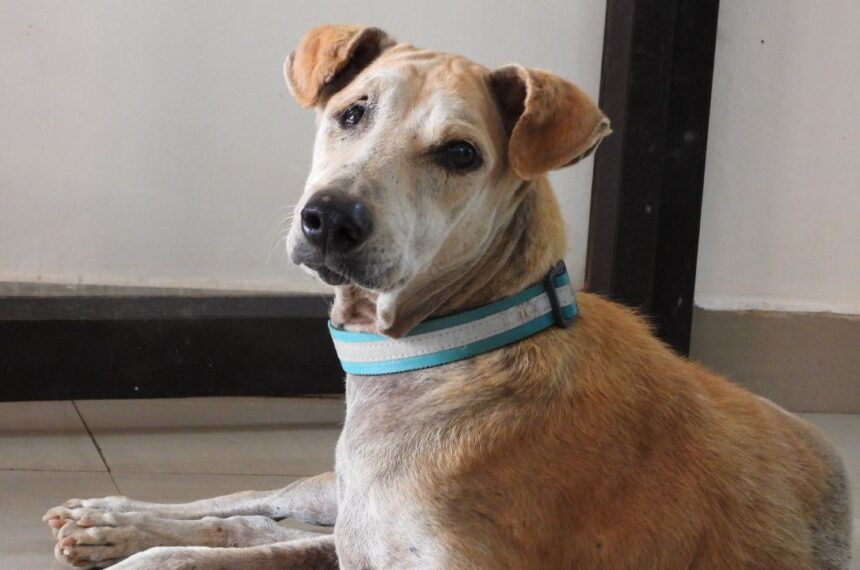 NGO Veterinary Hospital Pondicherry- Donate for animals