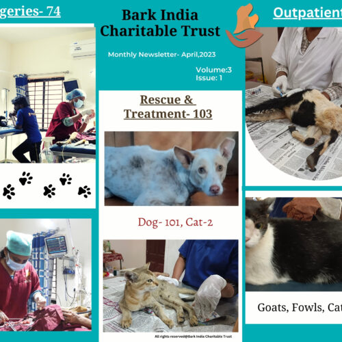 Non-profit charity for stray animals Animal rescue, treatment, outpatient, dog treatment, spay and castration, other surgeries,vaccinations, stray dog feeding