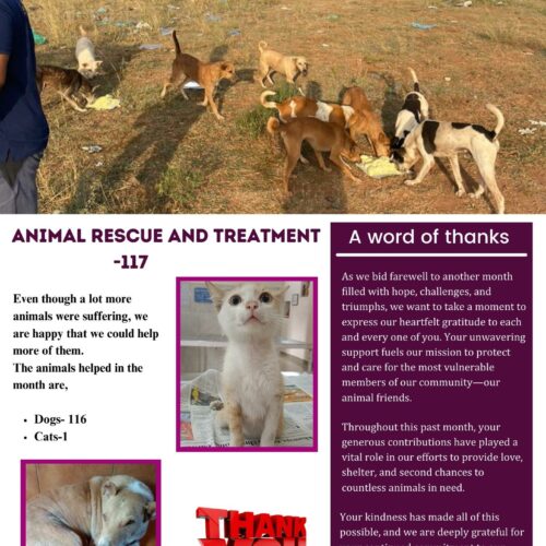 Stray animal rescue and treatment 16687