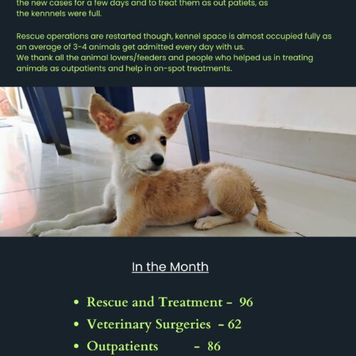 Animal Welfare Activities- Bark India Animal welfare activities