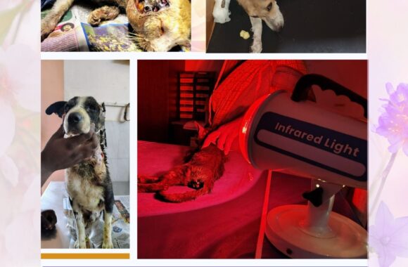 Bark india charitable trust dog and cat treatment