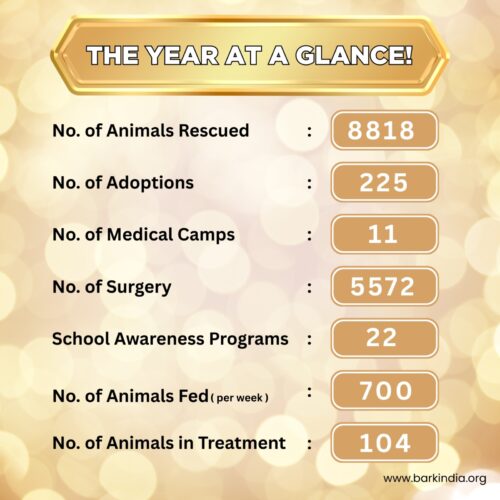 10 YEARS OF SERVING STRAYS- DONATE TO SUPPORT