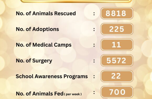 WhatsApp Image 2025-08-18 at 09.59.35_931602b2 10 YEARS OF SERVING STRAYS- DONATE TO SUPPORT