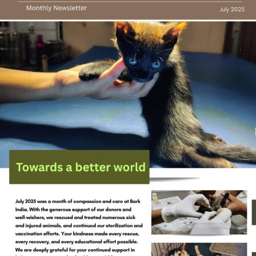 Donate to Help Strays in Pondicherry