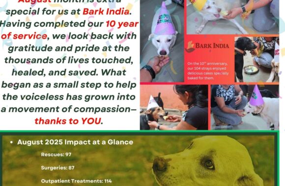 Bark India August 2025 Newsletter 10 years of helping strays- Support us to continue