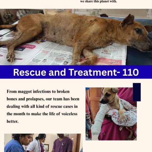 Orange and White Minimalist Company Newsletter December 2025: A Month of Hope, Healing & Humanity