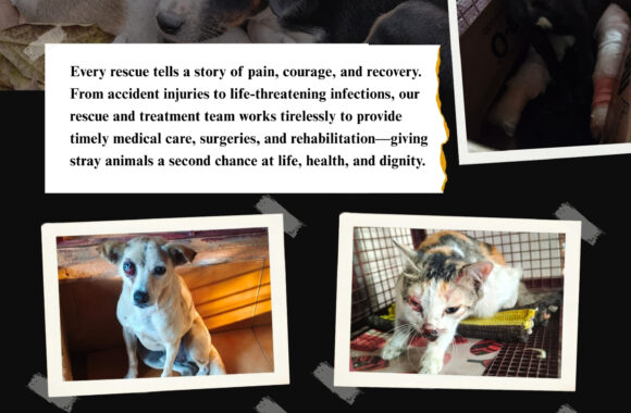 2 Help needy strays: Be their voice- Donate!